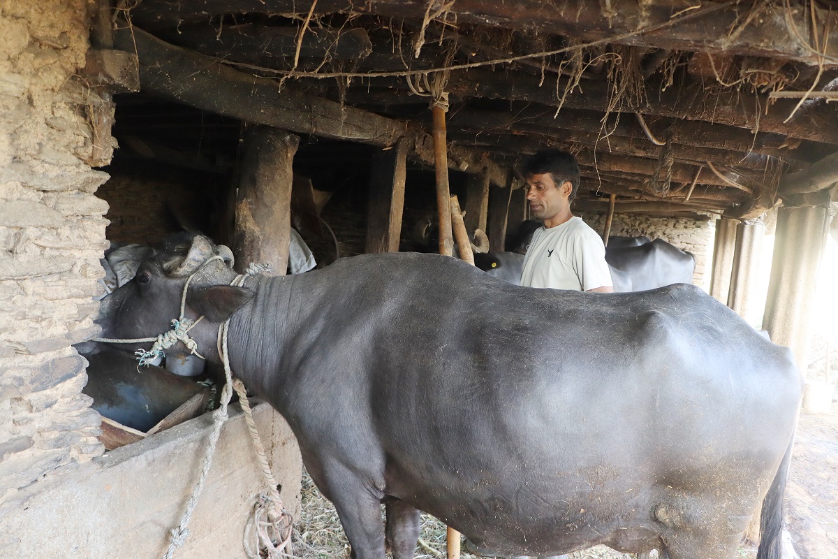 दूध बेचेर वार्षिक २० लाख कमाइ गर्दै बागलुङका कँडेल