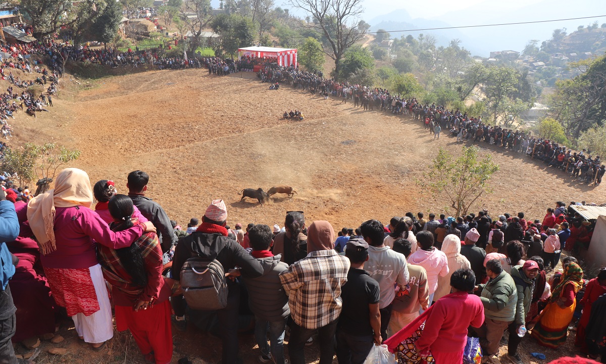 गोरु जुधाई गरी मनाइयो माघेसङ्क्रान्ति