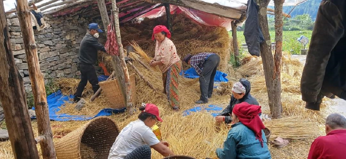 सामूहिक खेतीमा आकर्षित बन्दै किसानहरू