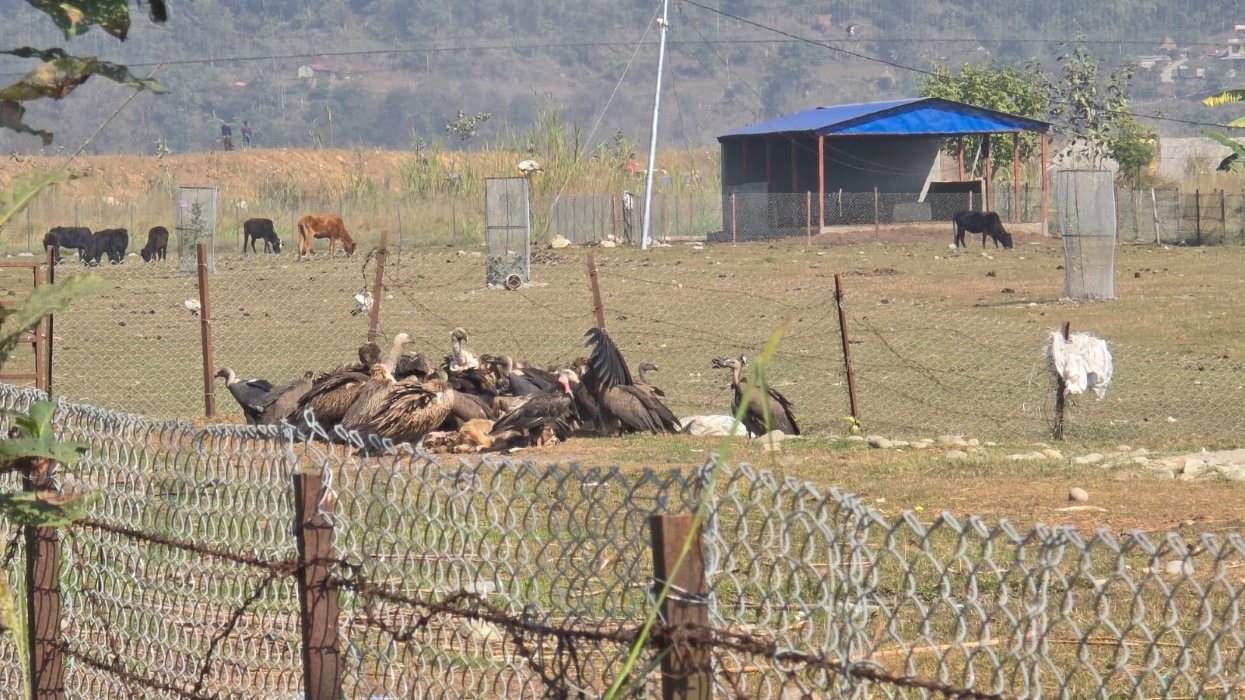 गिद्ध संरक्षण गर्न आराम स्थल निर्माण