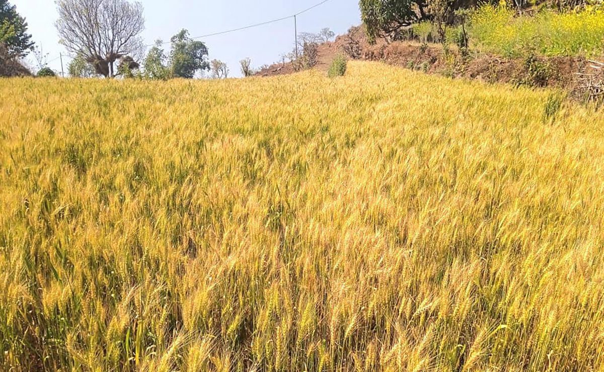 मधेस प्रदेशमा गहुँ उत्पादनमा कमी