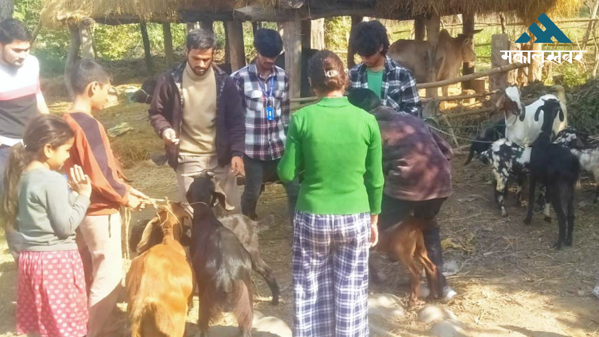 नौ हजार बढी बाख्रालाई पिपिआर विरुद्धको खोप