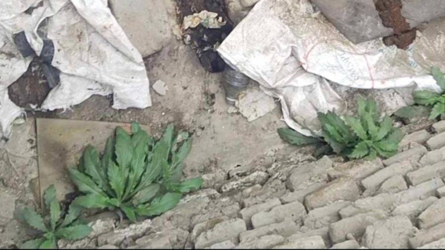 लैंगिक अल्पसंख्यक समुदायका व्यक्तिको हत्या, एक जना पक्राउ