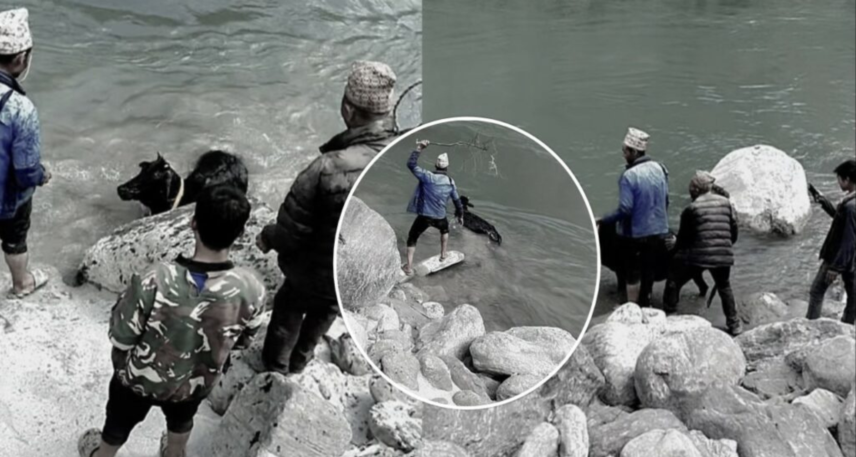 बाजुरामा गाईमाथि क्रूर व्यवहार : प्रशासनले भन्यो- ‘दोषीमाथि कारबाही हुन्छ’