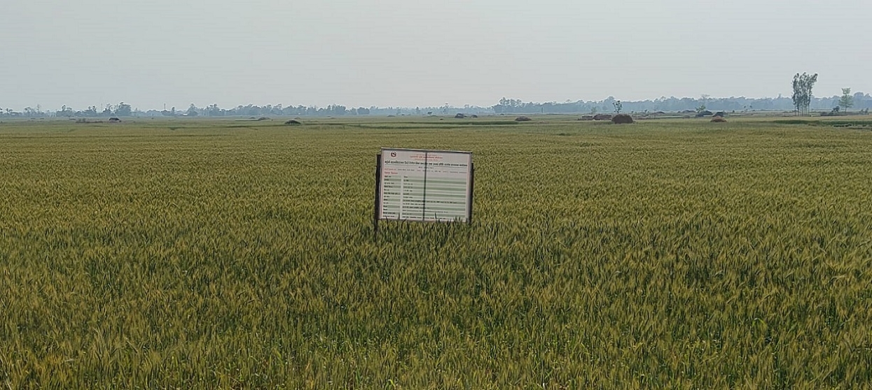 गहुँको मूल्यमा गिरावट ,समर्थन मूल्य तोक्न किसानको आग्रह