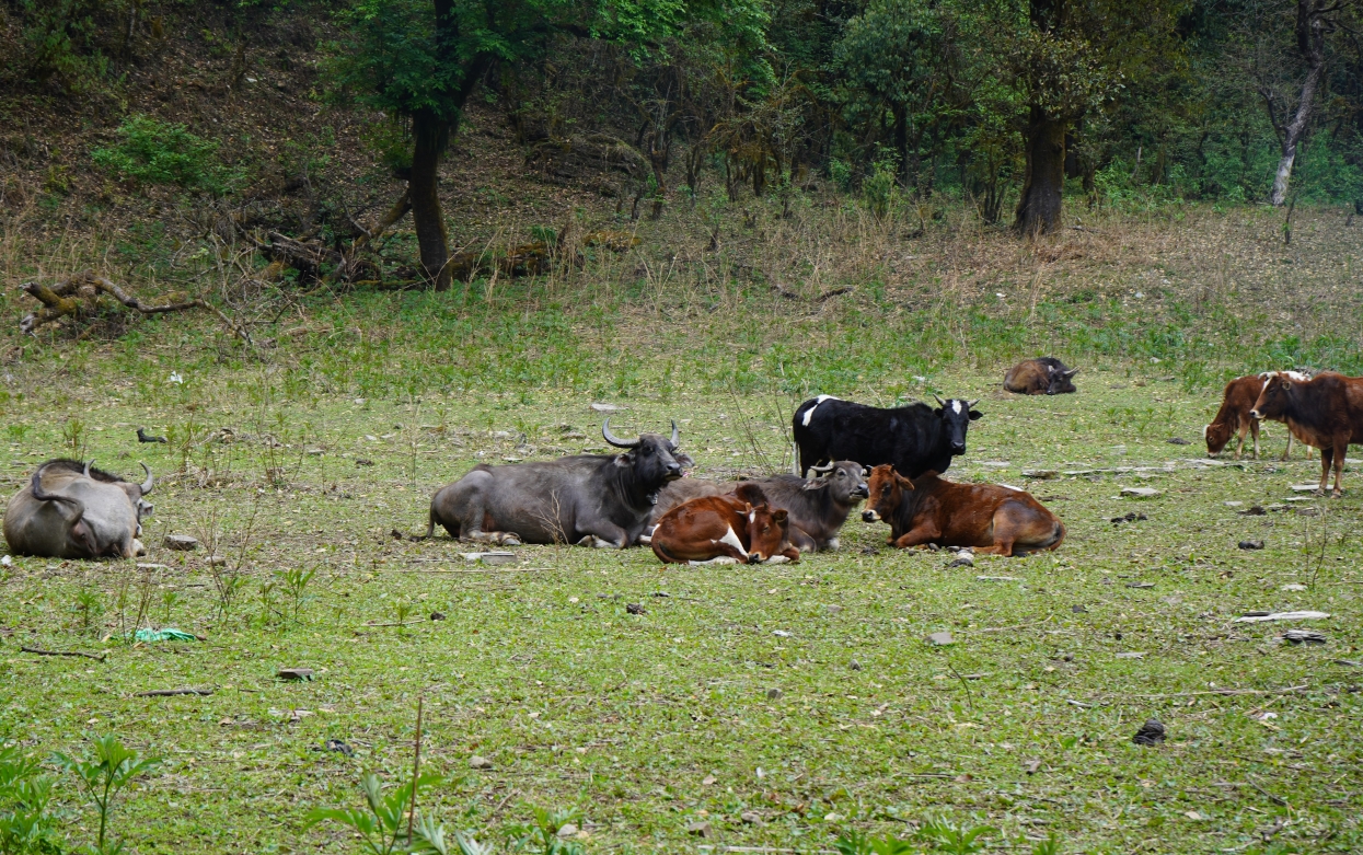 म्याग्दीमा पशुपालन गर्ने घट्दै