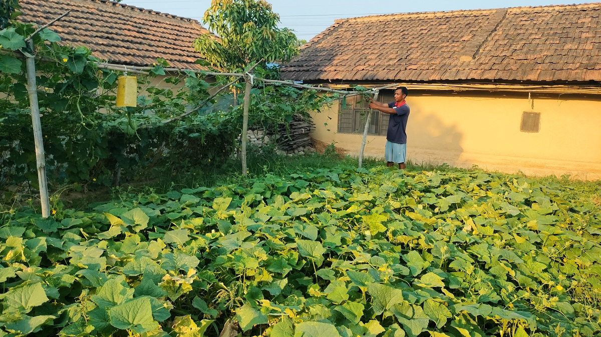 थोरै जग्गामा धेरै तरकारी उत्पादन गर्ने पिपलाडीका मुस्कान