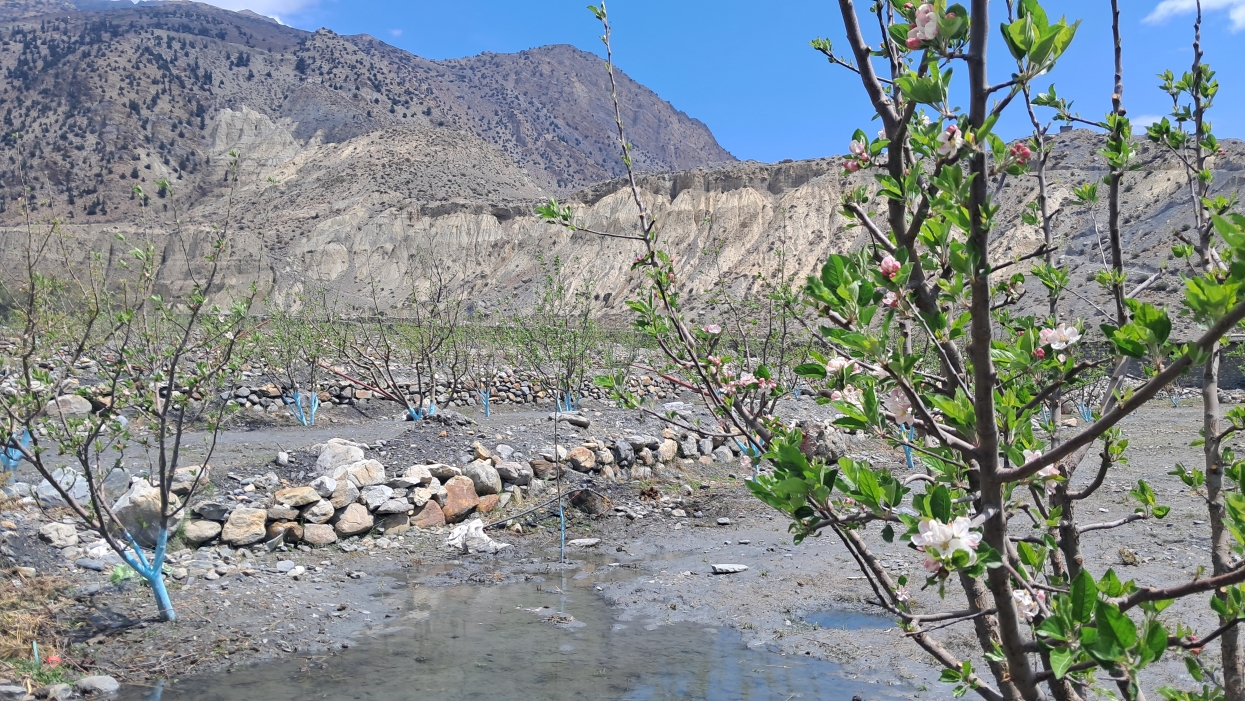 मुस्ताङमा सार्वजनिक जग्गामा स्याउ खेती