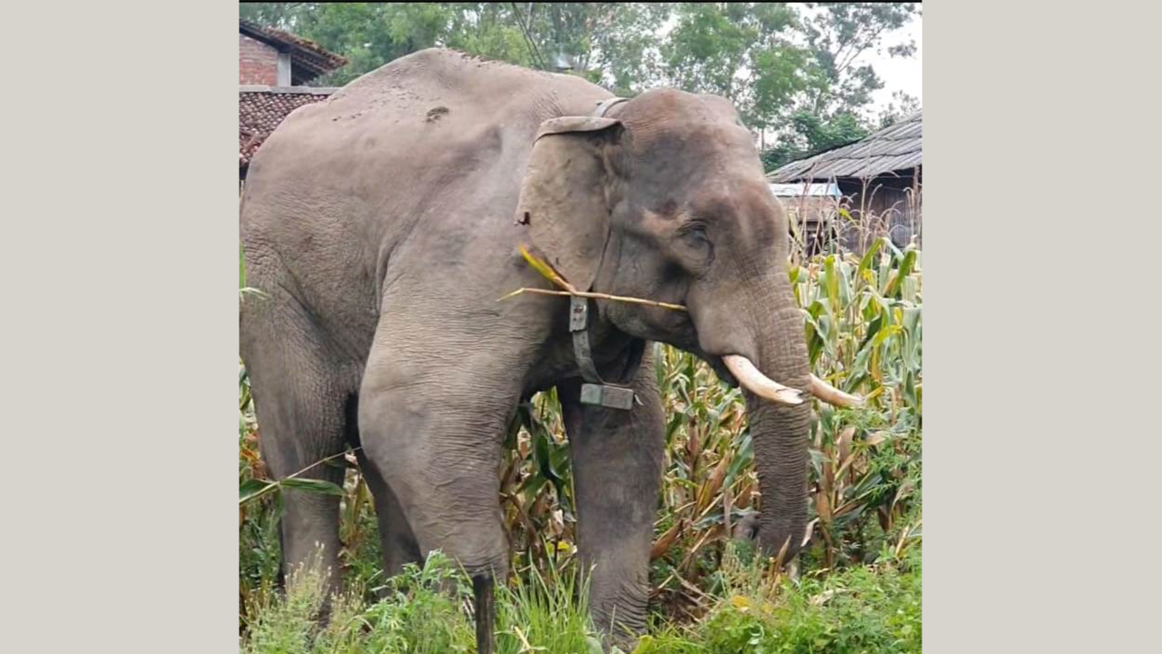 ध्रुवे हात्तीको दाह्रा काट्ने तयारी