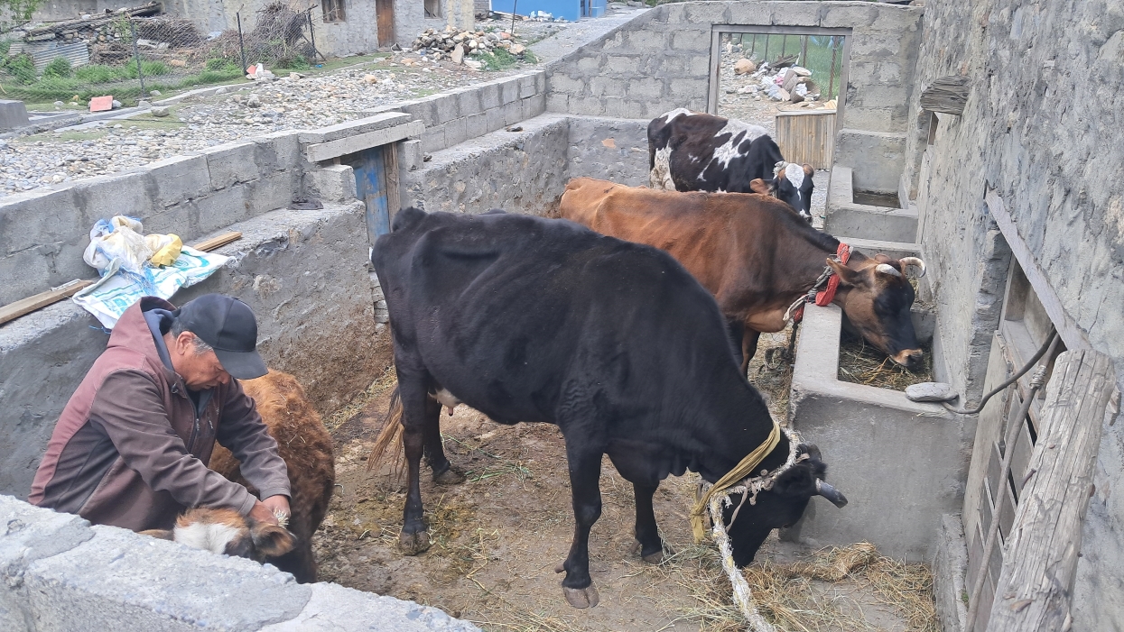 घरपालुवा जनावरका लागि खोप अभियान सञ्चालन गरिँदै