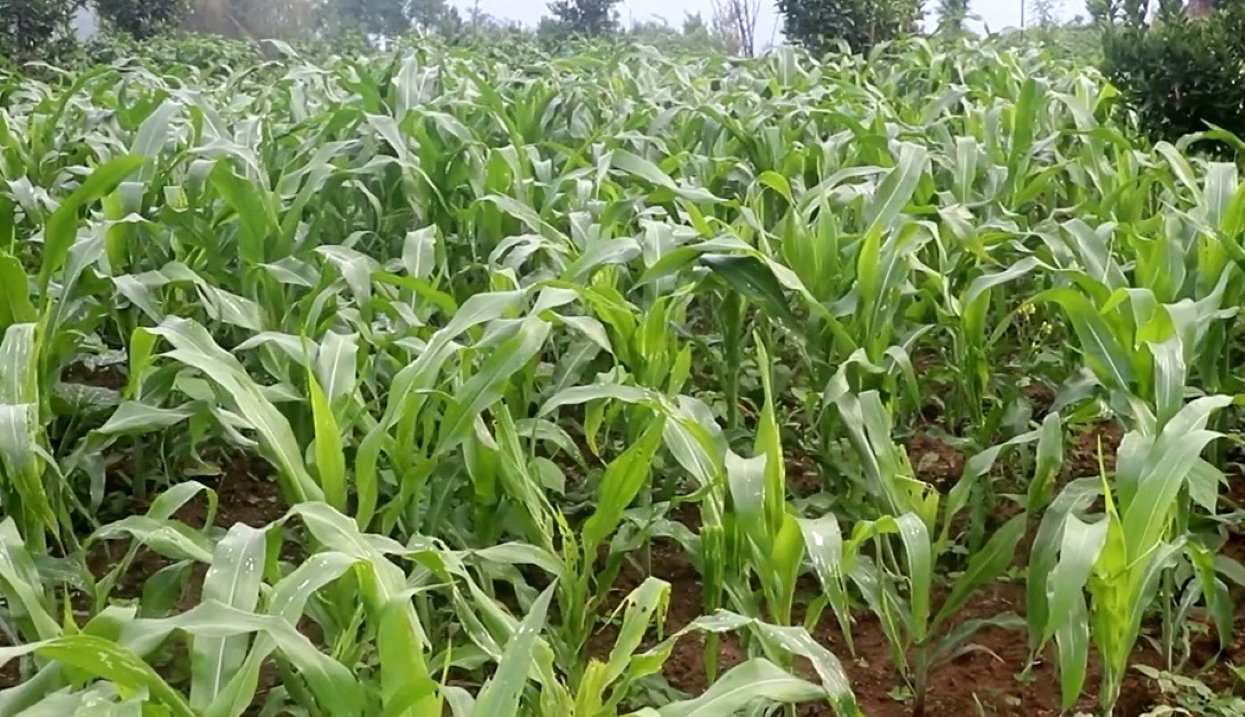 बाँकेमा व्यावसायिक बसन्ते मकैखेती