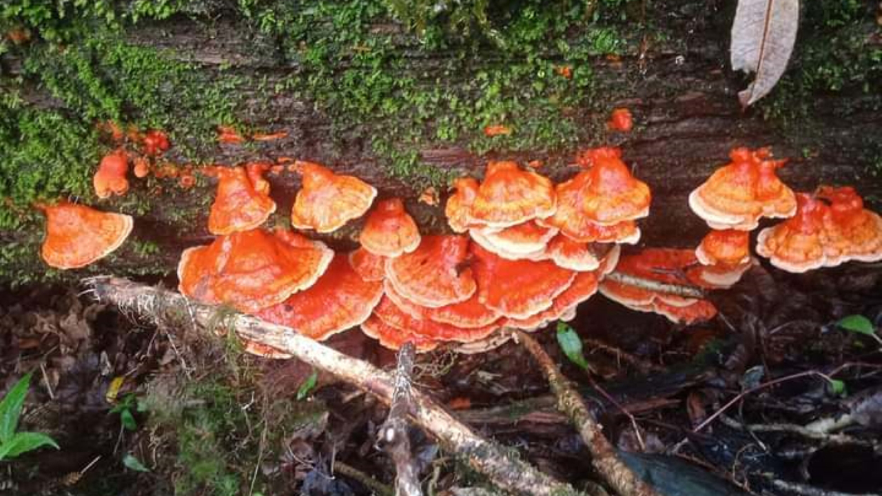 जङ्गली च्याउ खाँदा तीन चेपाङ बालबालिकाले गुमाए ज्यान