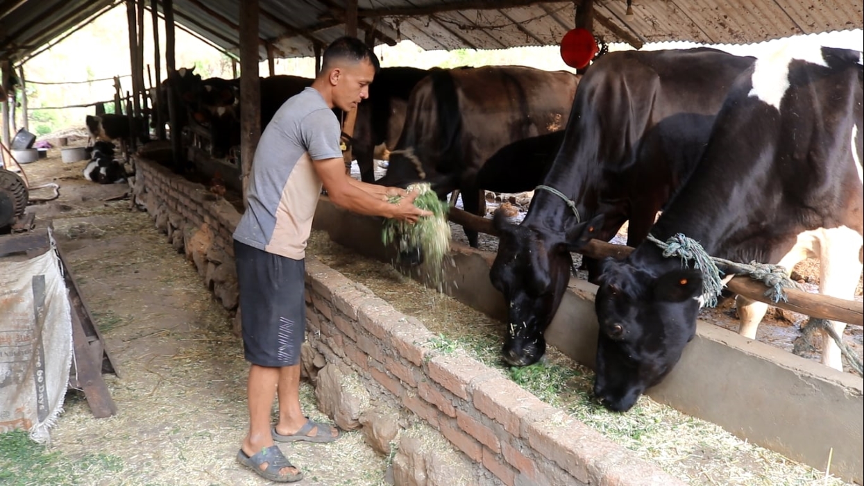 गाईपालन व्यवसायबाट मासिक एक लाख आम्दानी