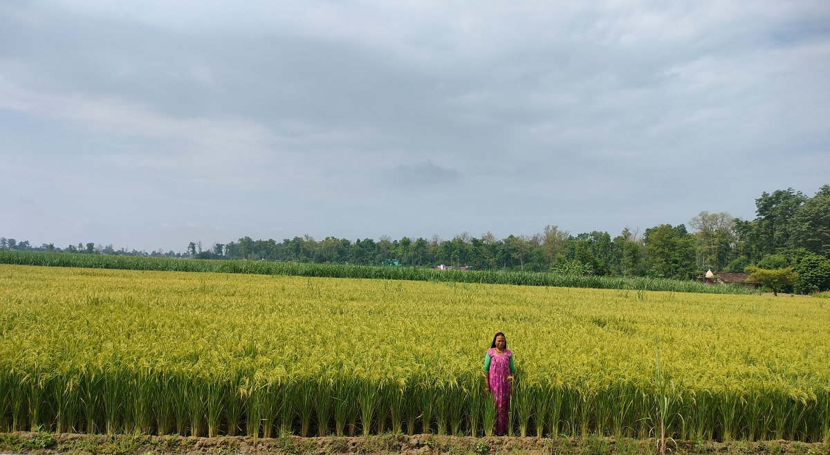 धानखेतीको तालिका बदलिँदै : अब जेठमै पाक्छ धान