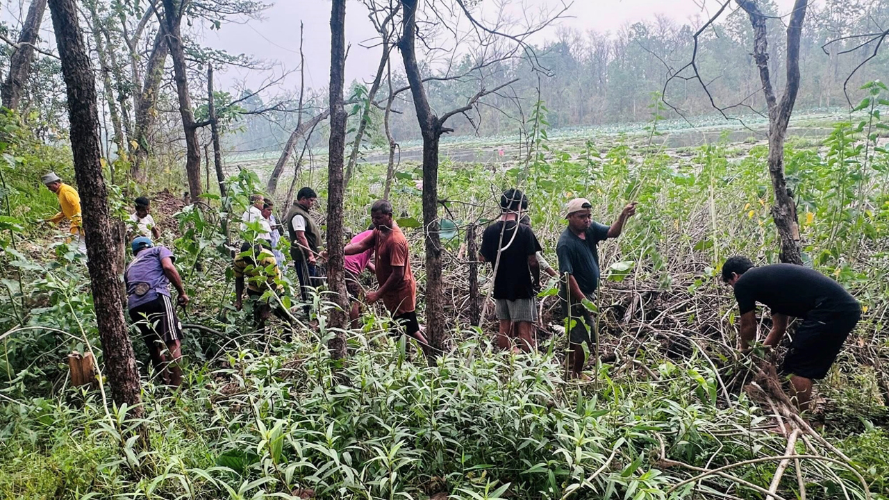 घोडाघोडी सिमसार जोगाउन ‘बेसरम’ झार हटाउन सुरु
