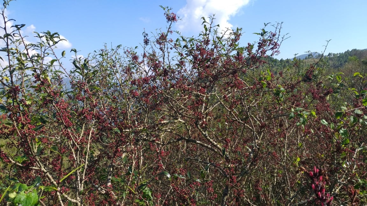 अर्घाखाँचीमा साठी हजार टिमुरका बिरुवा रोपिँदै