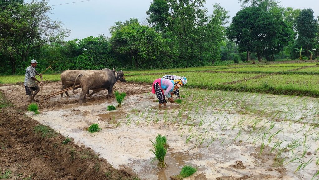 बाली लगाउनुअघि नै समर्थन मूल्य तोक्ने व्यवस्था लागू