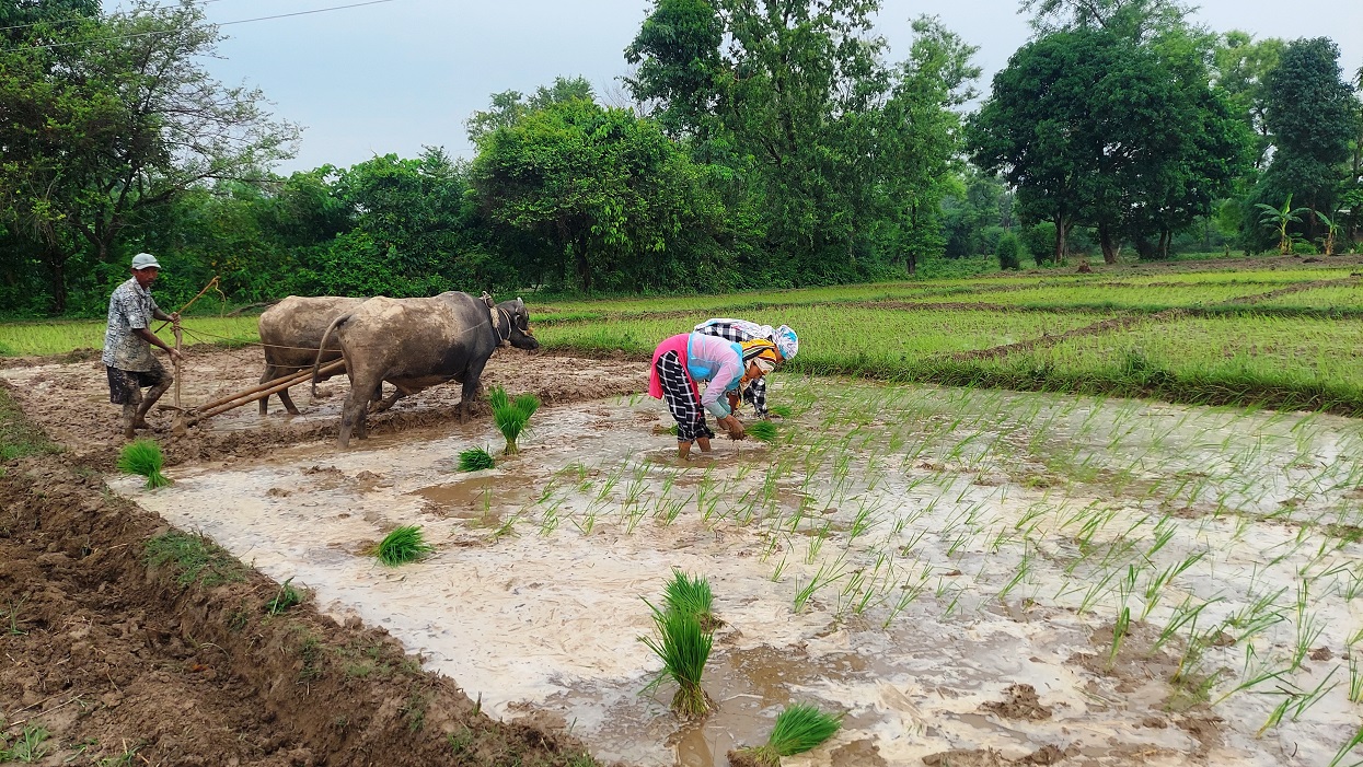 बाली लगाउनुअघि नै समर्थन मूल्य तोक्ने व्यवस्था लागू