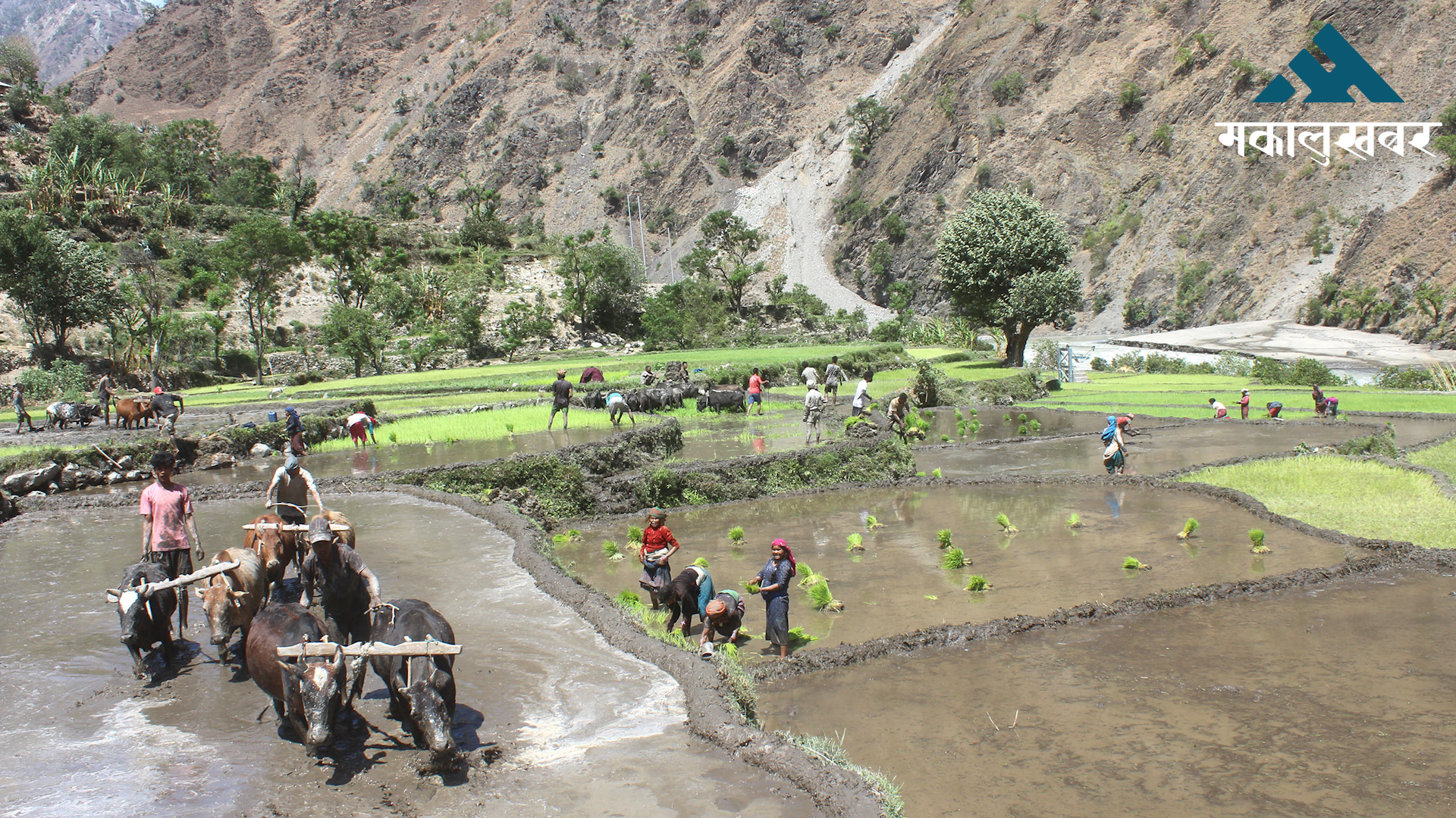 गण्डकीमा ८९ प्रतिशत रोपाइँ
