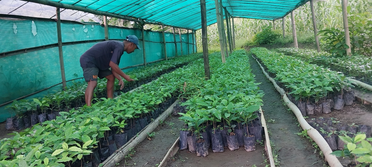 कफीको बिरुवा बेचेर साढे १३ लाख कमाई