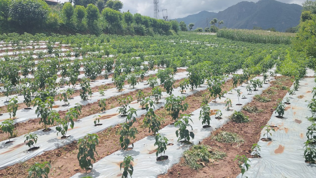 कालीगण्डकीमा व्यावसायिक अकबरे खेती
