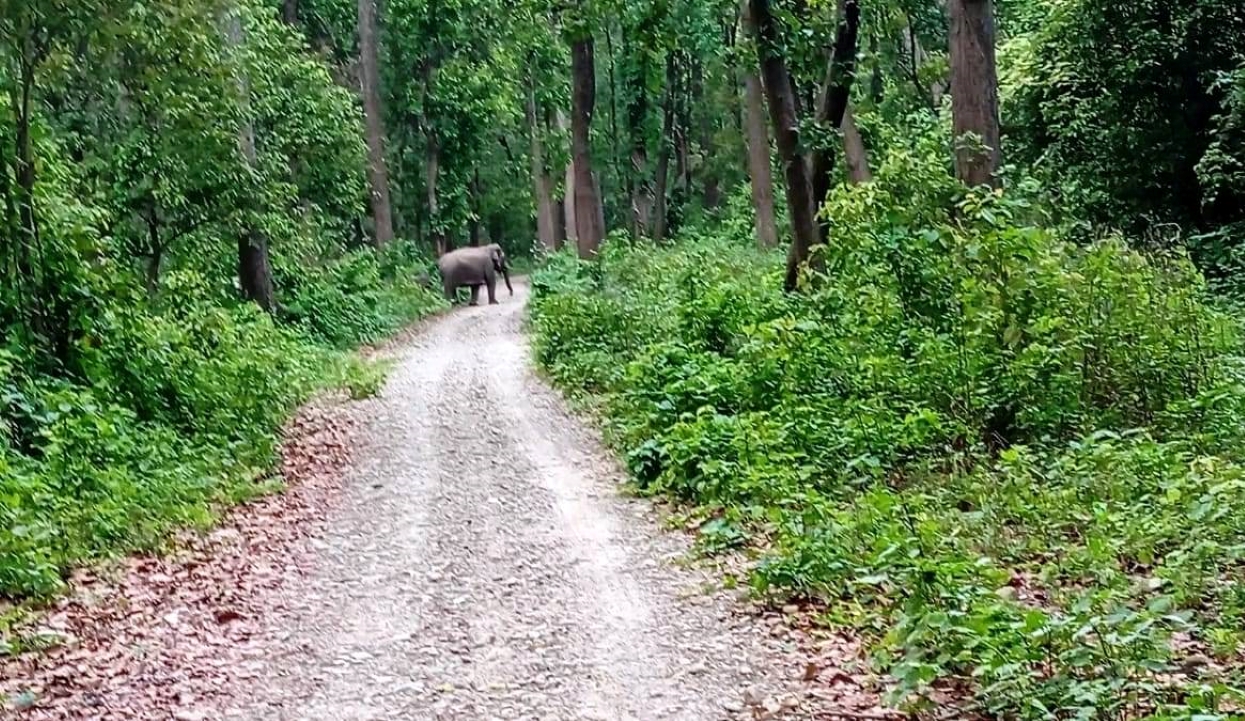 हात्तीको आक्रमणबाट दुई जना घाइते