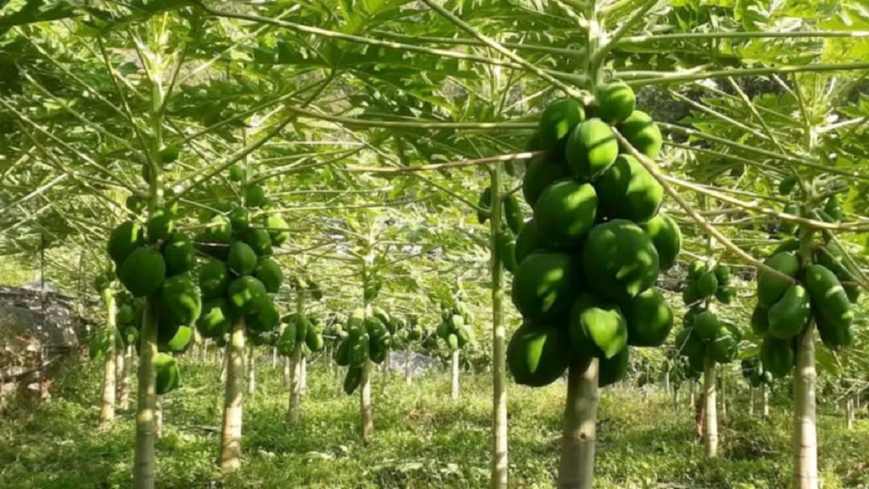मेवा बिक्रीबाट आम्दानी गर्दैै कृषि सहकारी