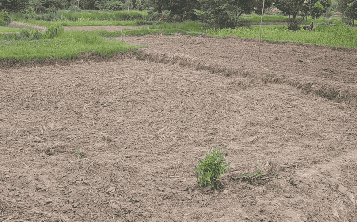 अन्नको भण्डार मधेसमा असार सकिँदा ३६ प्रतिशत मात्रै धान रोपाईं