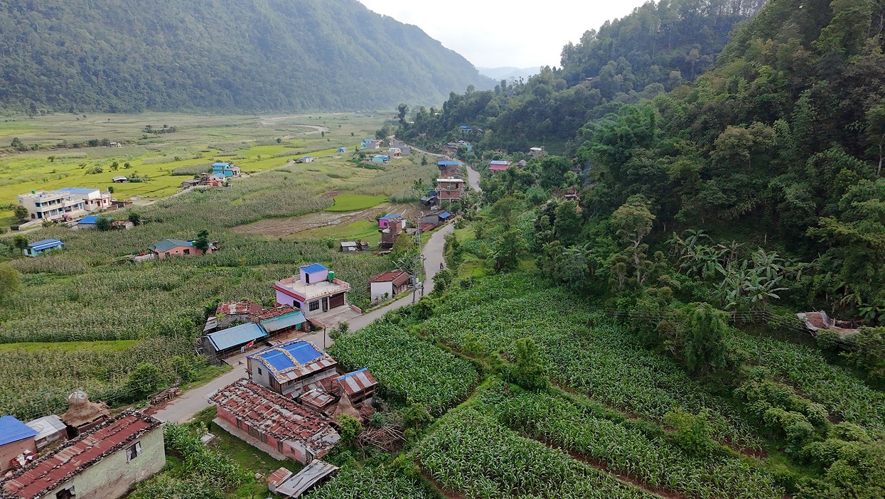 चार हजारभन्दा बढी क्षेत्रफलमा मकै बीउ प्रवर्धन कार्यक्रम सञ्चालन