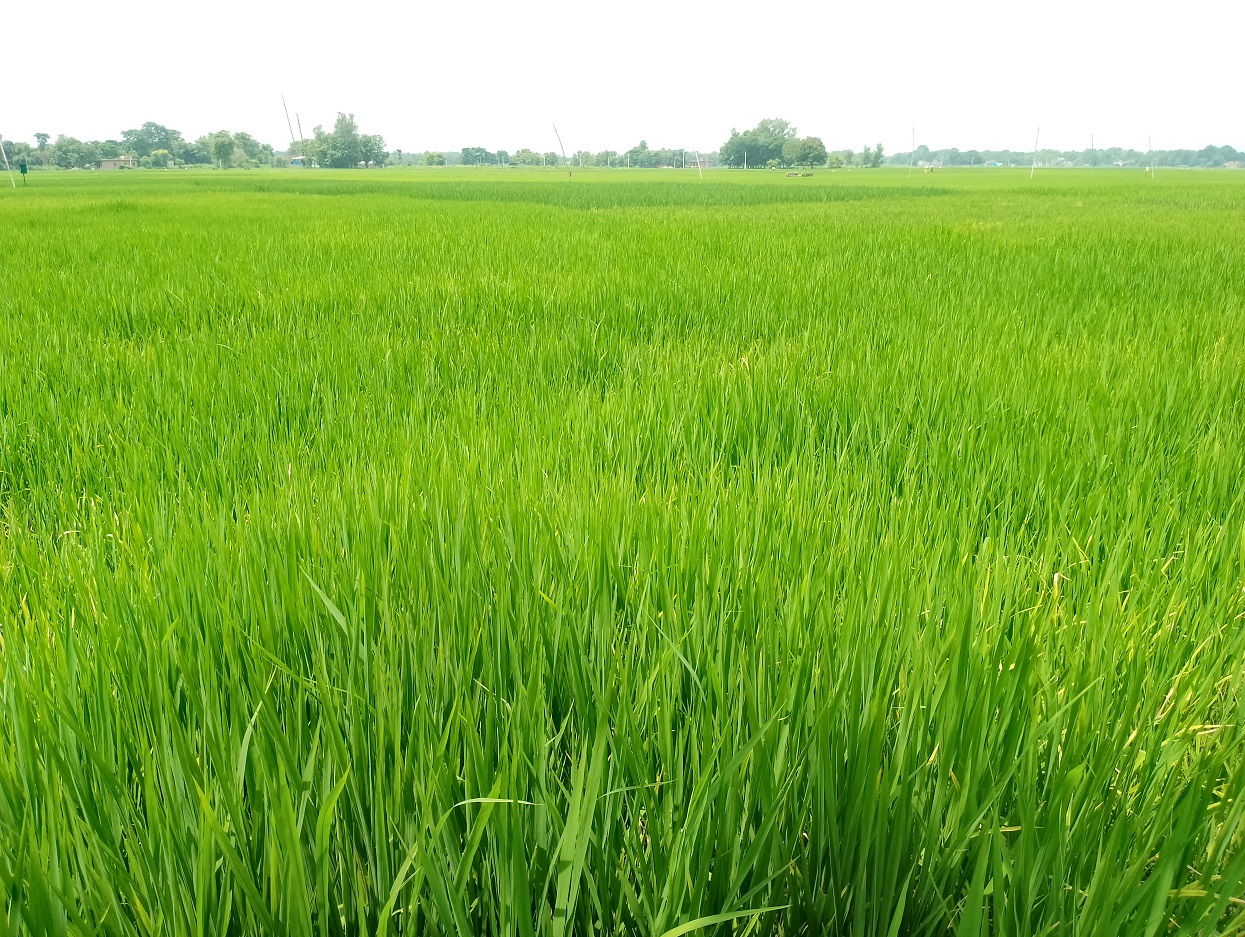 चैते धानमा ‘नेक ब्लास्ट’ रोग संक्रमण