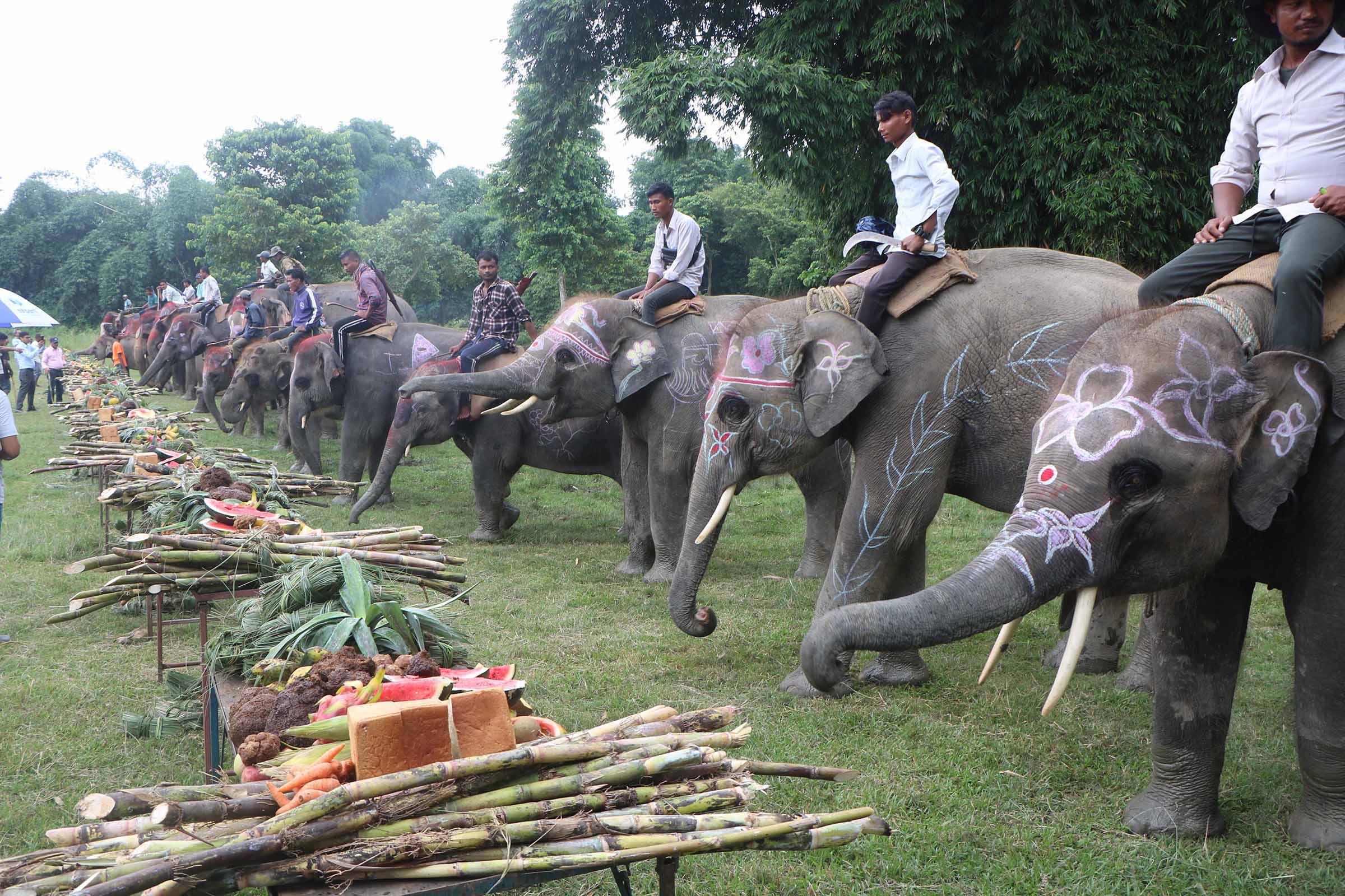 मनाइयो १४ औँ अन्तर्राष्ट्रिय हात्ती दिवस (तस्बिरहरू)
