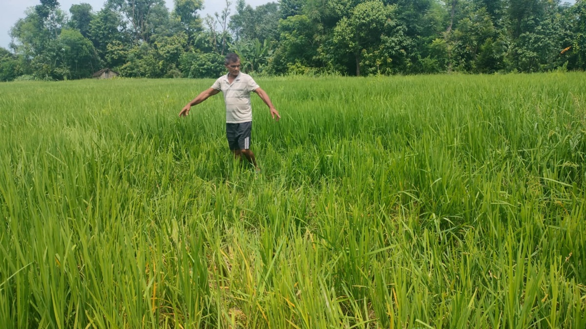 शुक्लाफाँटामा हात्ती आतङ्क : दुई सातादेखि त्रासमा बासिन्दा