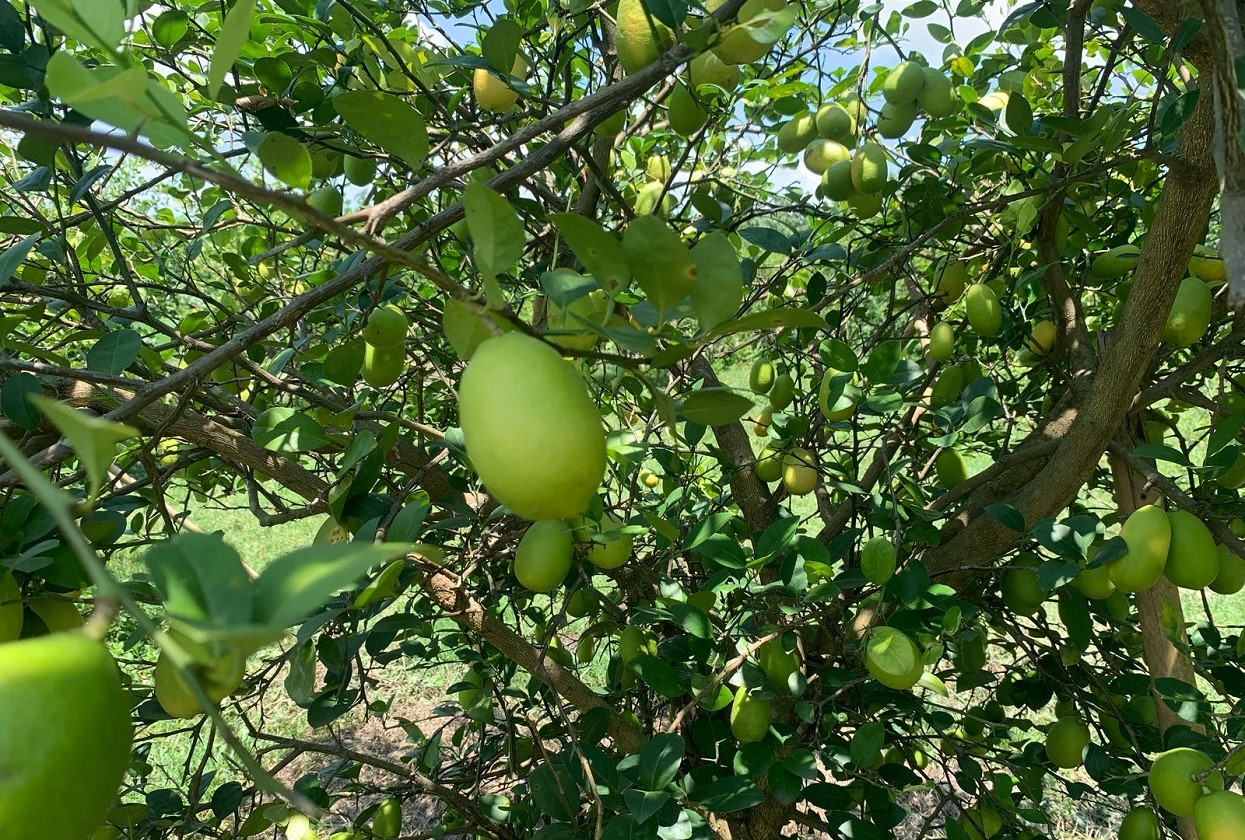 कागतीले उचित बजार नपाउँदा मारमा किसान