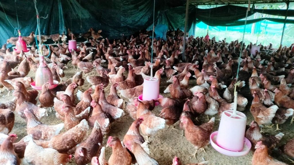तनहुँ बर्डफ्लुको जोखिममा, सतर्कता अपनाउन आग्रह
