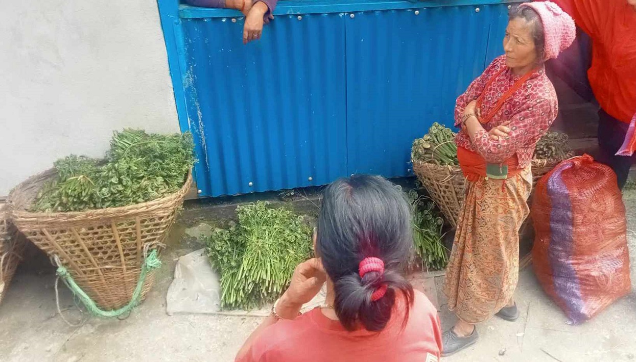 निगुरो बिक्रीबाट घरखर्च चलाउन सहज
