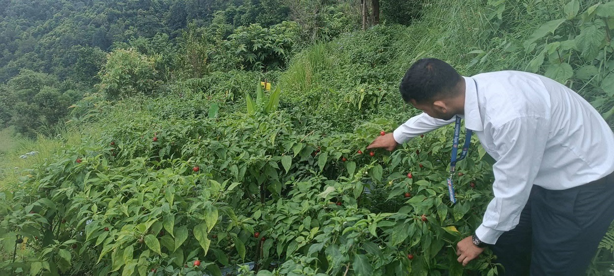 ऋषिङमा २५ जना किसानद्वारा अकबरेखेती