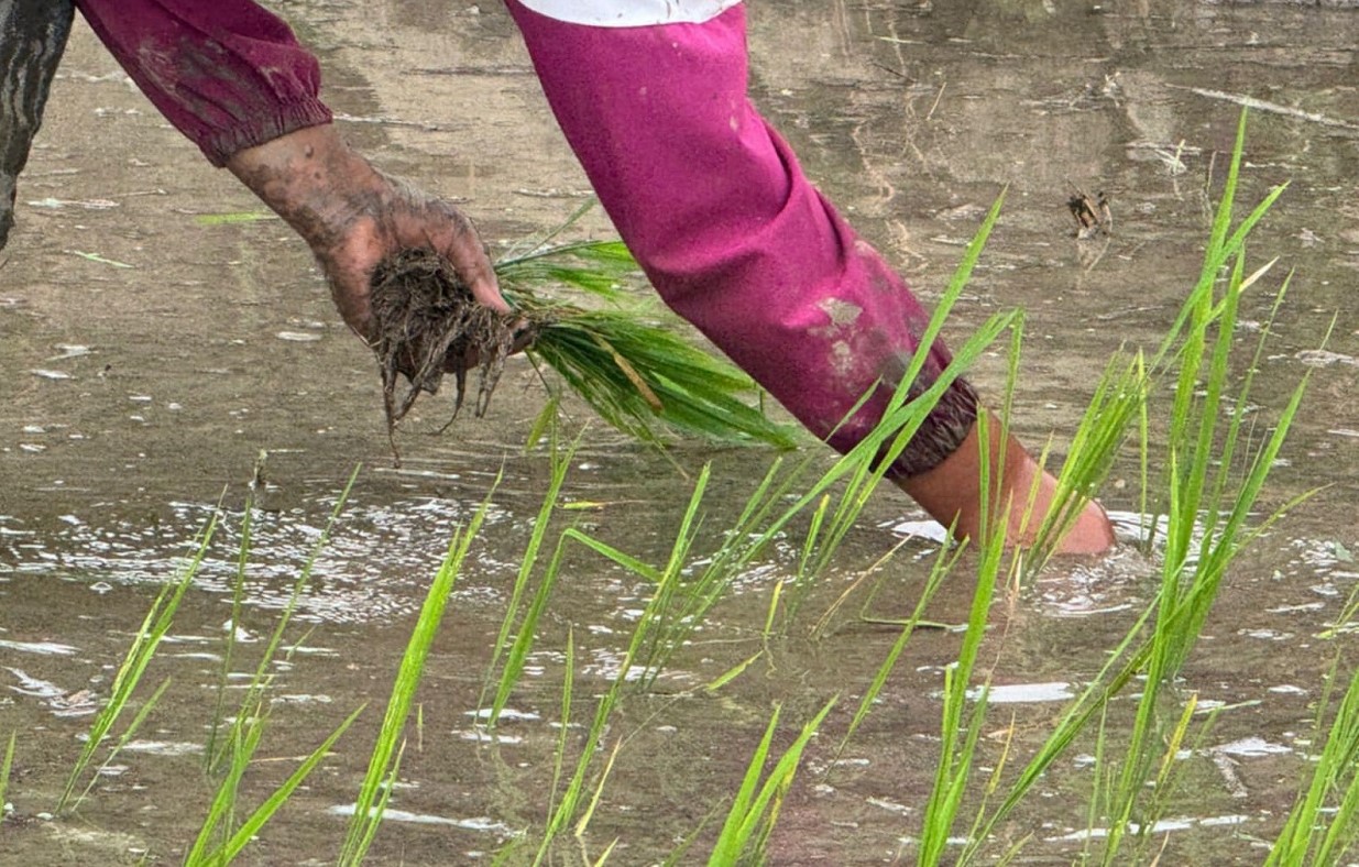 भोजपुरका किसान चैतेधान रोप्नमा व्यस्त