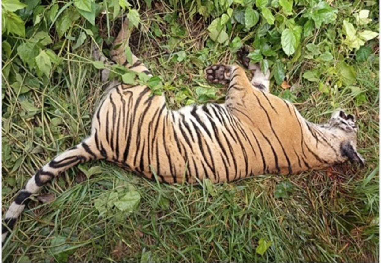 थाइल्यान्डको पार्कमा भाइरसका कारण दर्जनौँ बाघको मृत्यु
