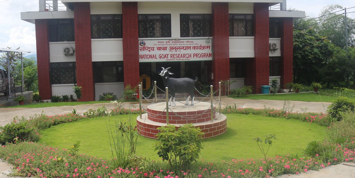लक्ष्यभन्दा बढी बाख्रा उत्पादन गर्दै राष्ट्रिय बाख्रा अनुसन्धान केन्द्र