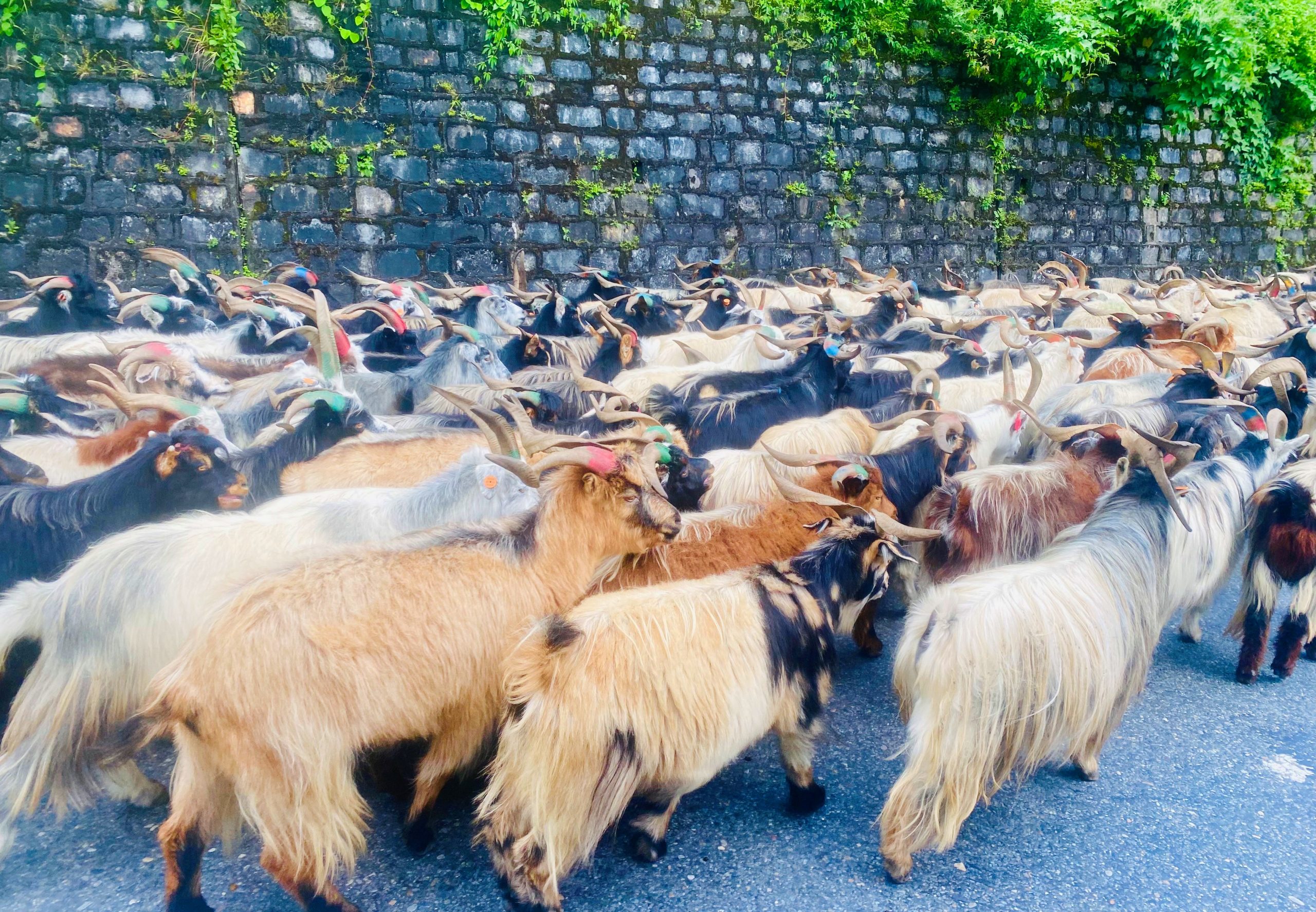 दसैँको छनकः लेकका च्याङ्ग्रा सहरमा