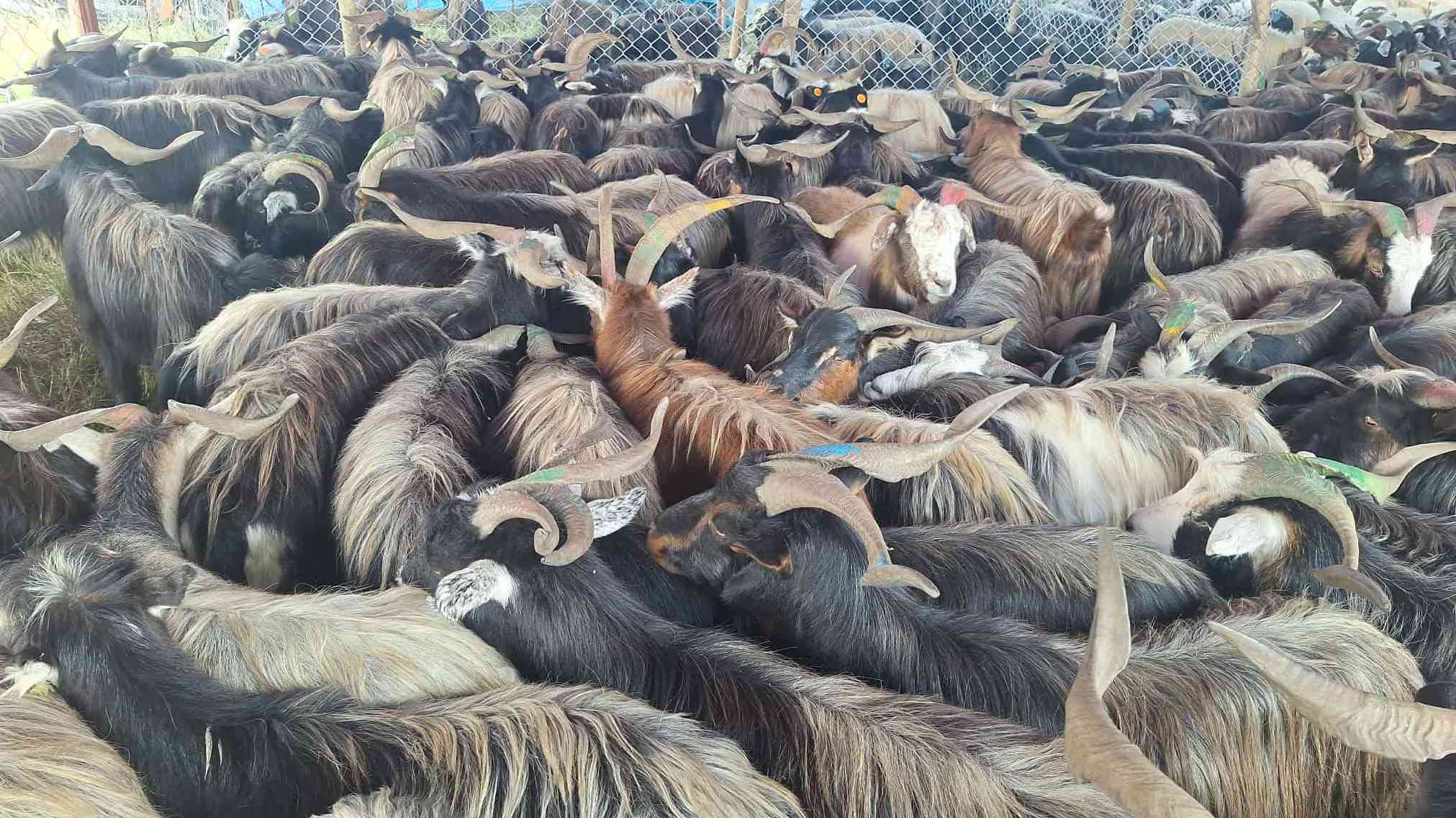 भक्तपुरमा दसैँका लागि च्याङ्ग्रा ल्याइयो