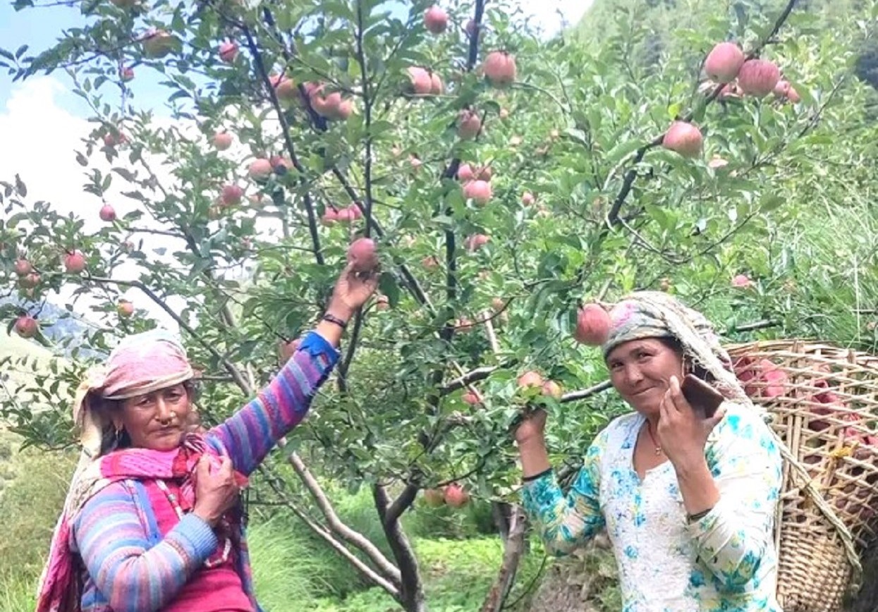 स्याउ बगैँचा व्यवस्थापनमा जुटे किसान