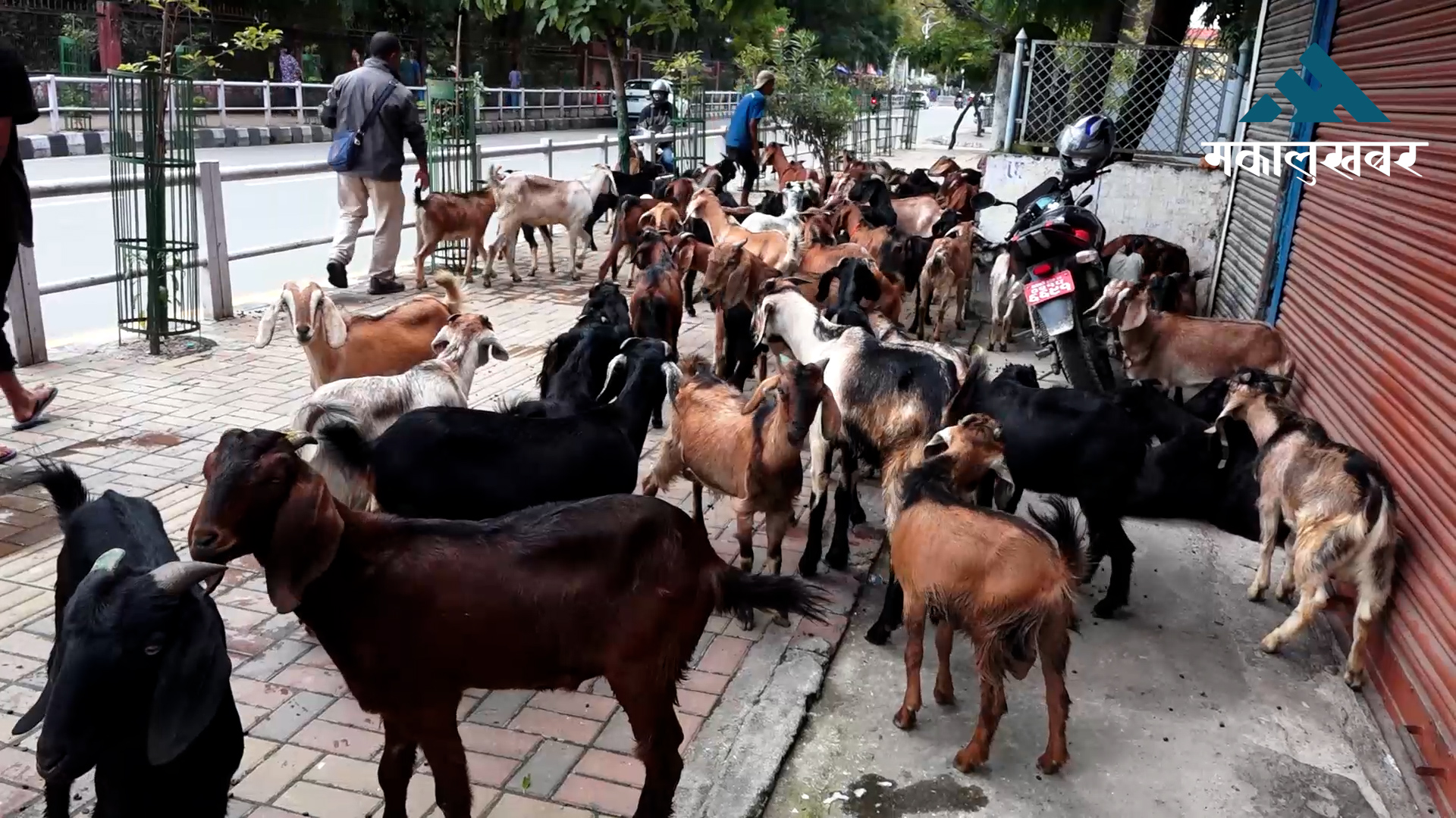 राजमार्ग अवरोधः खसीबोकाको किनबेच यथावत