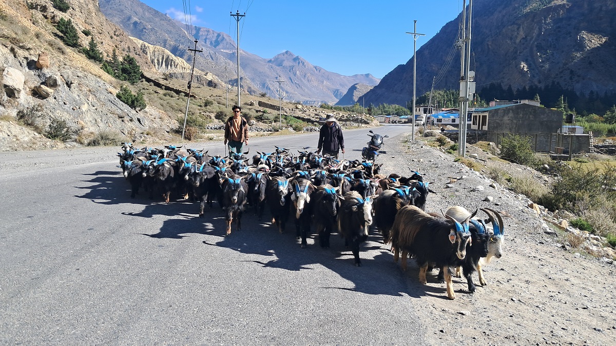 तिहारका लागि मुस्ताङमा भेडाच्याङ्ग्रा बिक्री