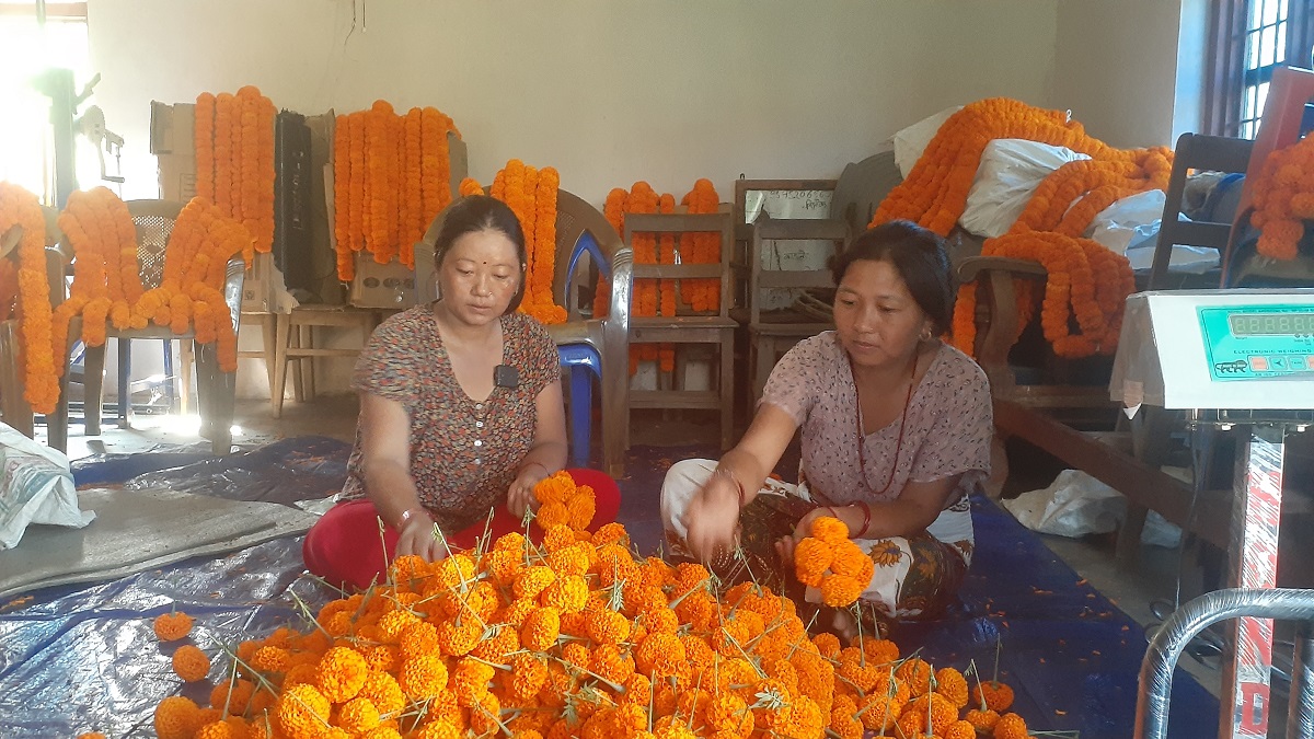 सयपत्री फूलको माग धान्न धौ-धौ