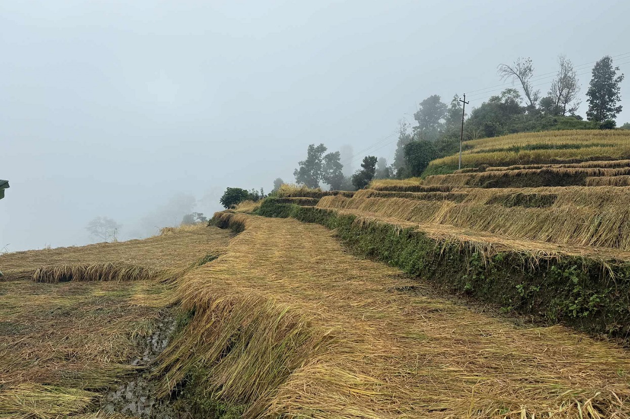 पर्वतमा धानबालीमा क्षति पुगेका कृषकलाई राहत दिइने