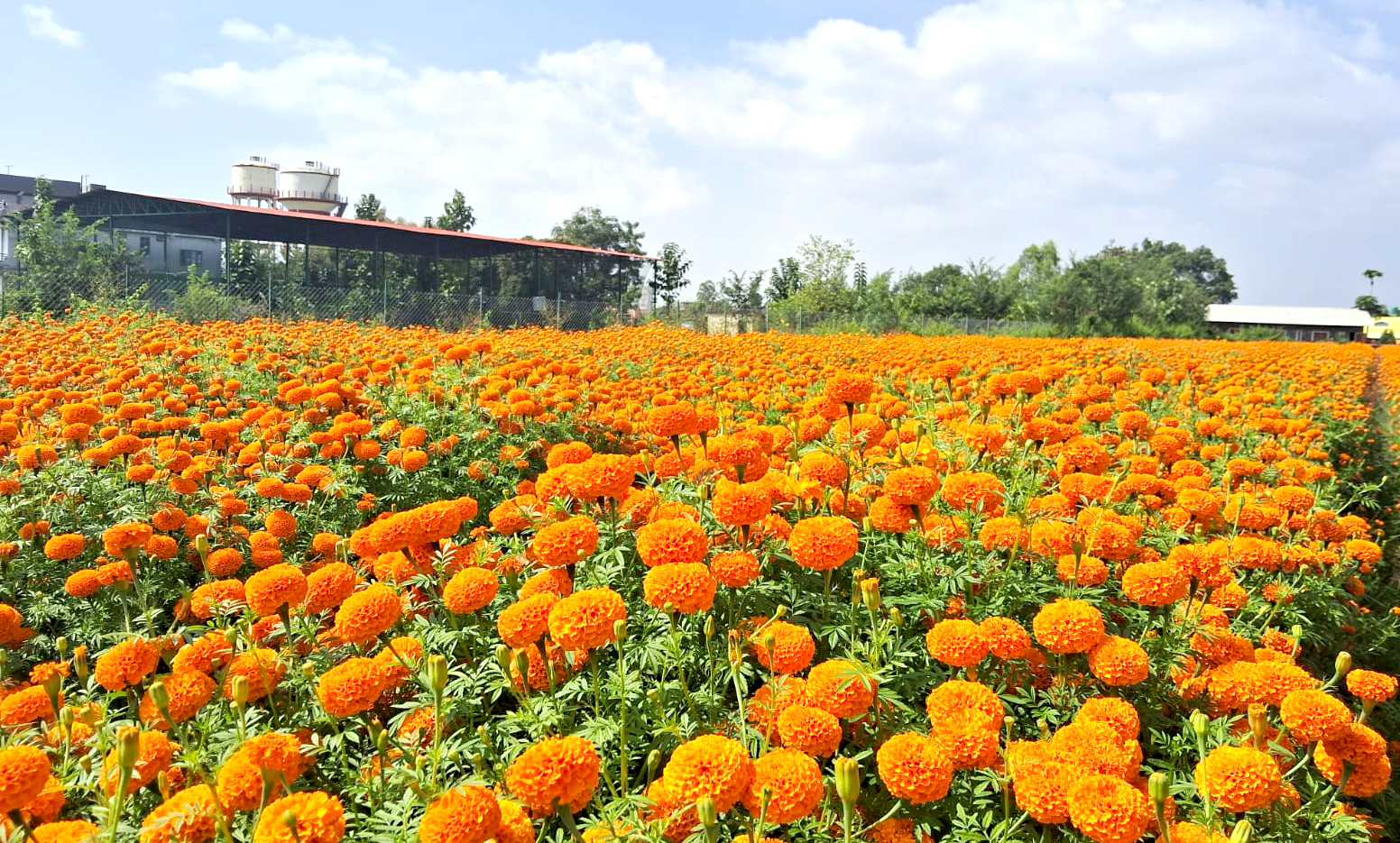 पुष्पखेतीमा रमाइरहेकी उद्यमी चौधरी