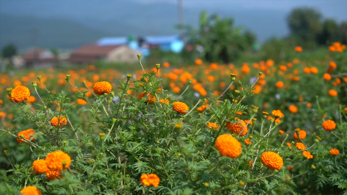 किसान भन्छन्- देशमै पर्याप्त फूल छ, तिहारमा आयात गर्नुपर्ने अवस्था छैन (भिडिओ)