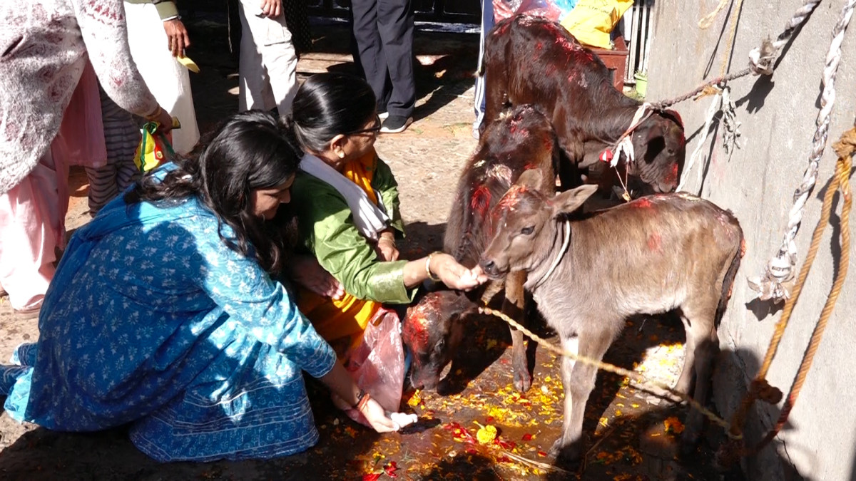 गाईको पूजा गरी मनाइयो गाई तिहार, गाई जोगाउने अभियान सुरु गर्न आग्रह