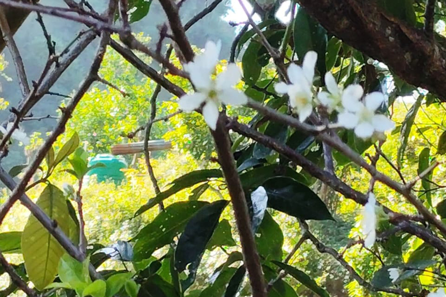 असोजमै फुल्यो ‘पलम’, स्थानीयहरु अच्चमित